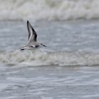 Ein Sanderling über Sand