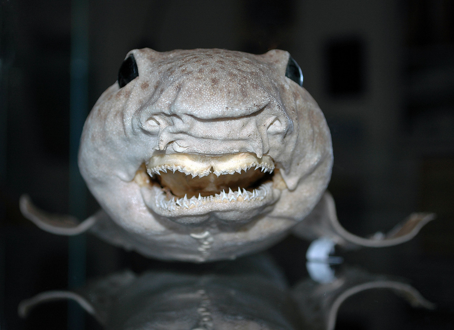 Ein Sandhai nach dem Sonnenbad Foto & Bild tiere, tierdetails, natur