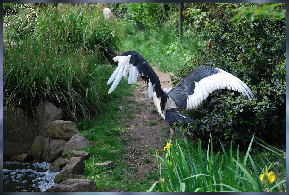 Ein Sattelstorch, der sich...............