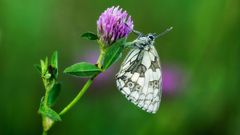 Ein Schachbrett-Falten mit Tautropfen auf einer Klleblüte schläft sich aus ...