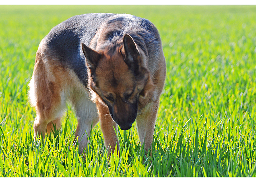 Ein Schäfchen ... ähmm Schäferhund