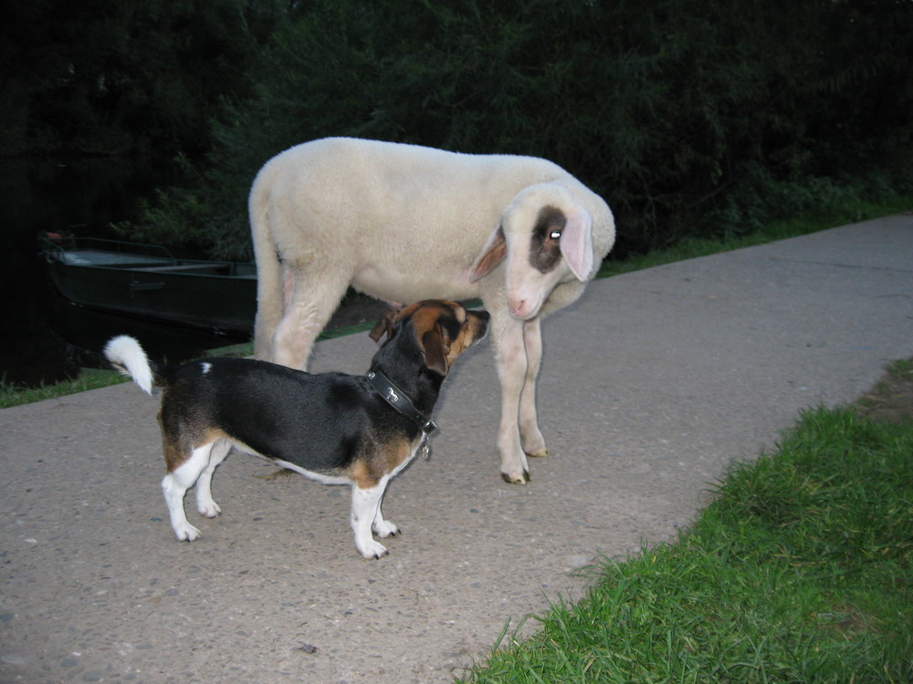 Ein Schäferhund