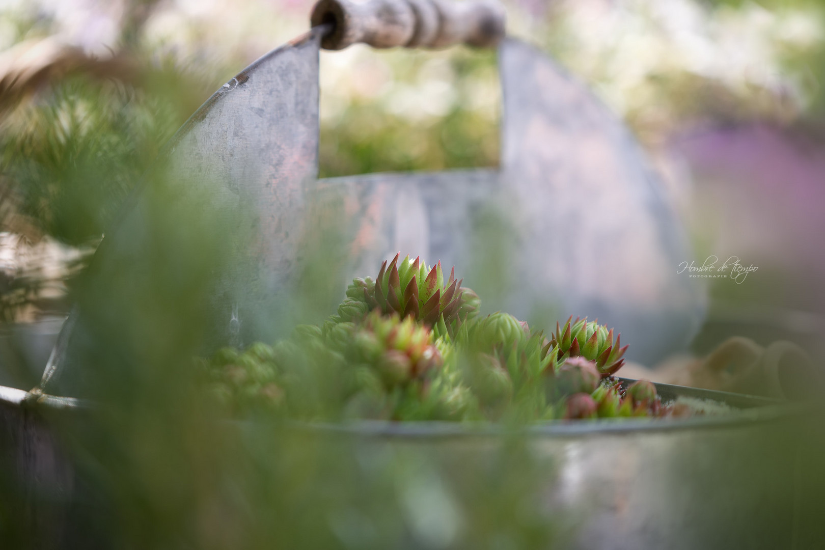 Ein Schälchen Hauswurz - Sempervivum