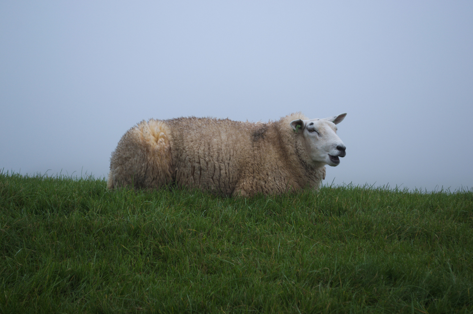 Ein Schaf auf dem Deich