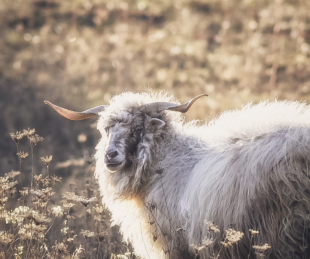 Ein Schaf auf der schwäbischen Alb