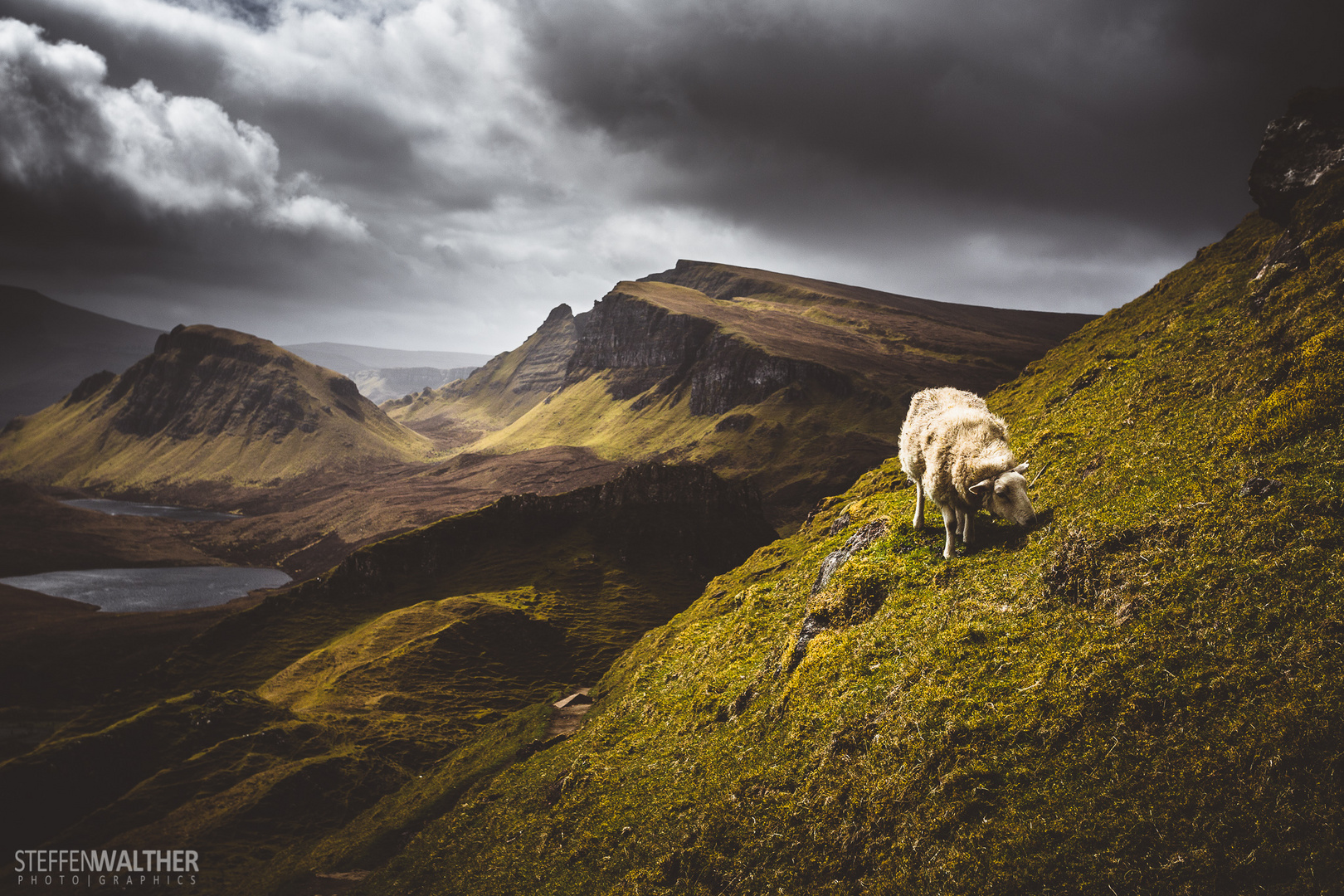 Ein Schaf auf der Skye