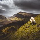 Ein Schaf auf der Skye