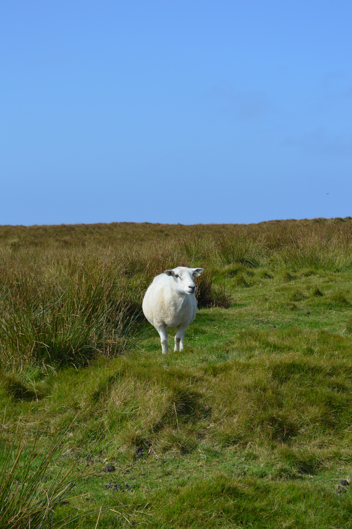 Ein Schaf aur Irlands grünen Wiesen