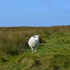 Ein Schaf aur Irlands grünen Wiesen