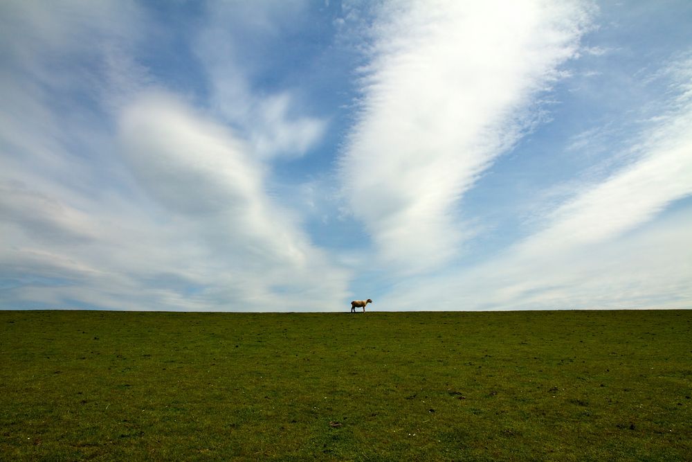 Ein Schaf!