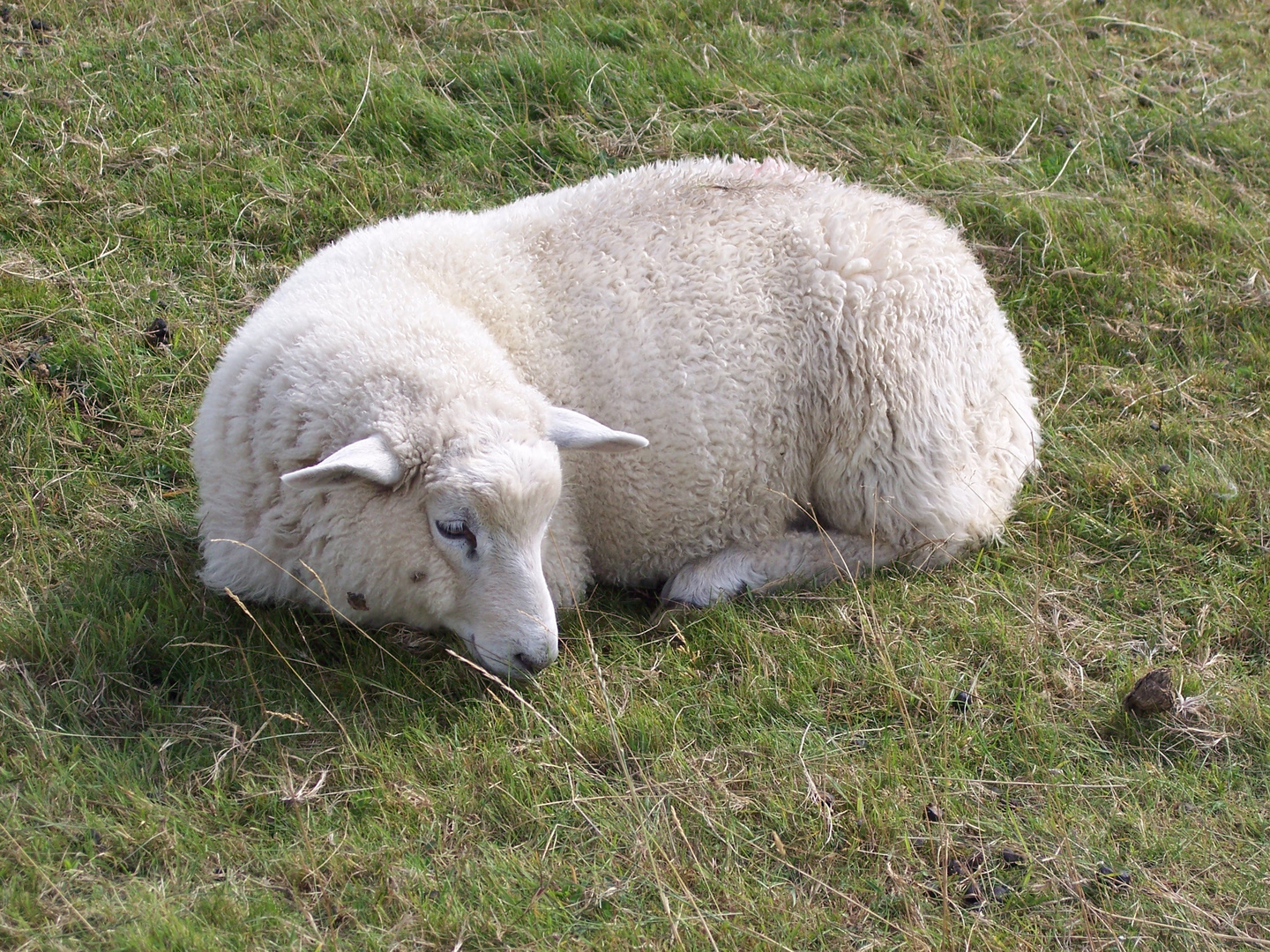 Ein Schaf denkt nach