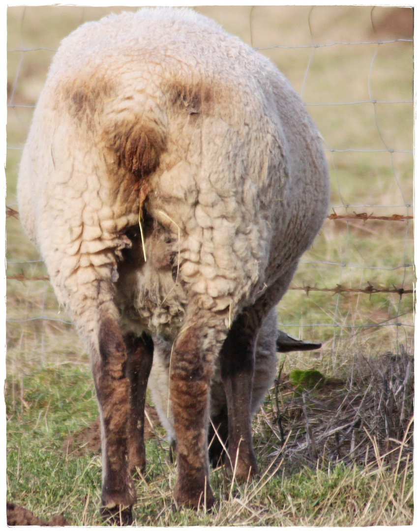 Ein Schaf hat auch hinten ein Gesicht