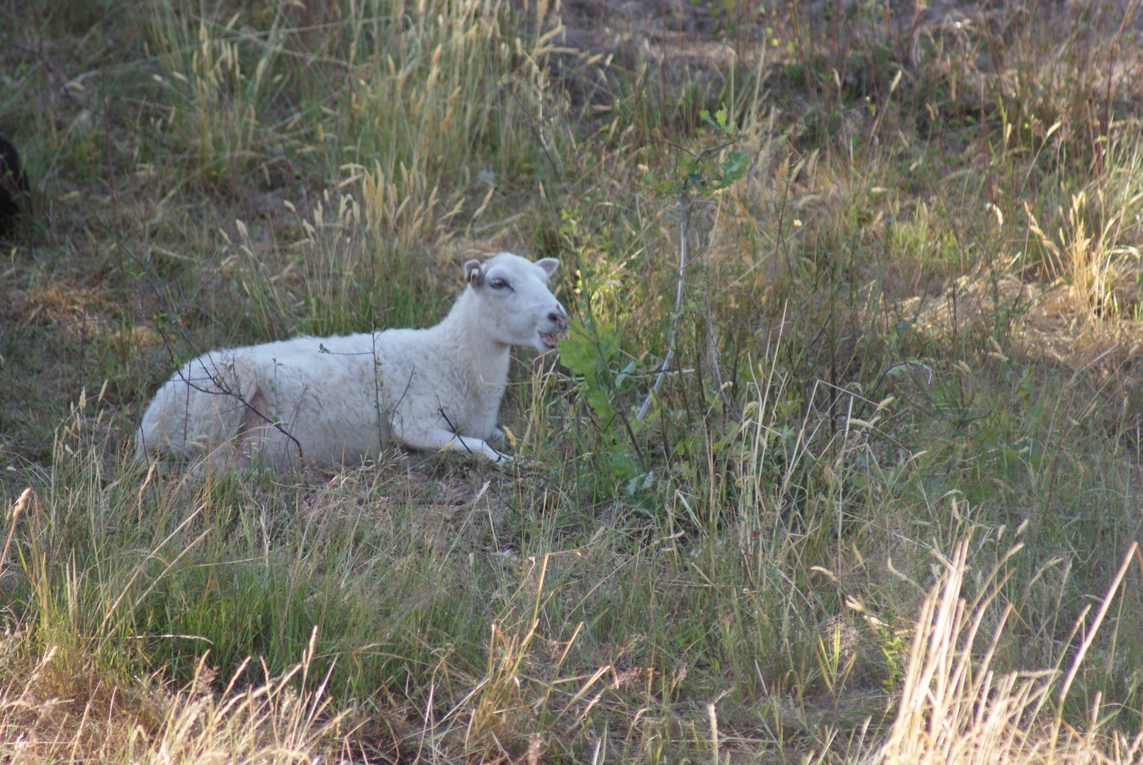 Ein Schaf hat es gut