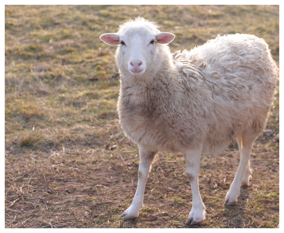 Ein Schaf im Morgenlicht