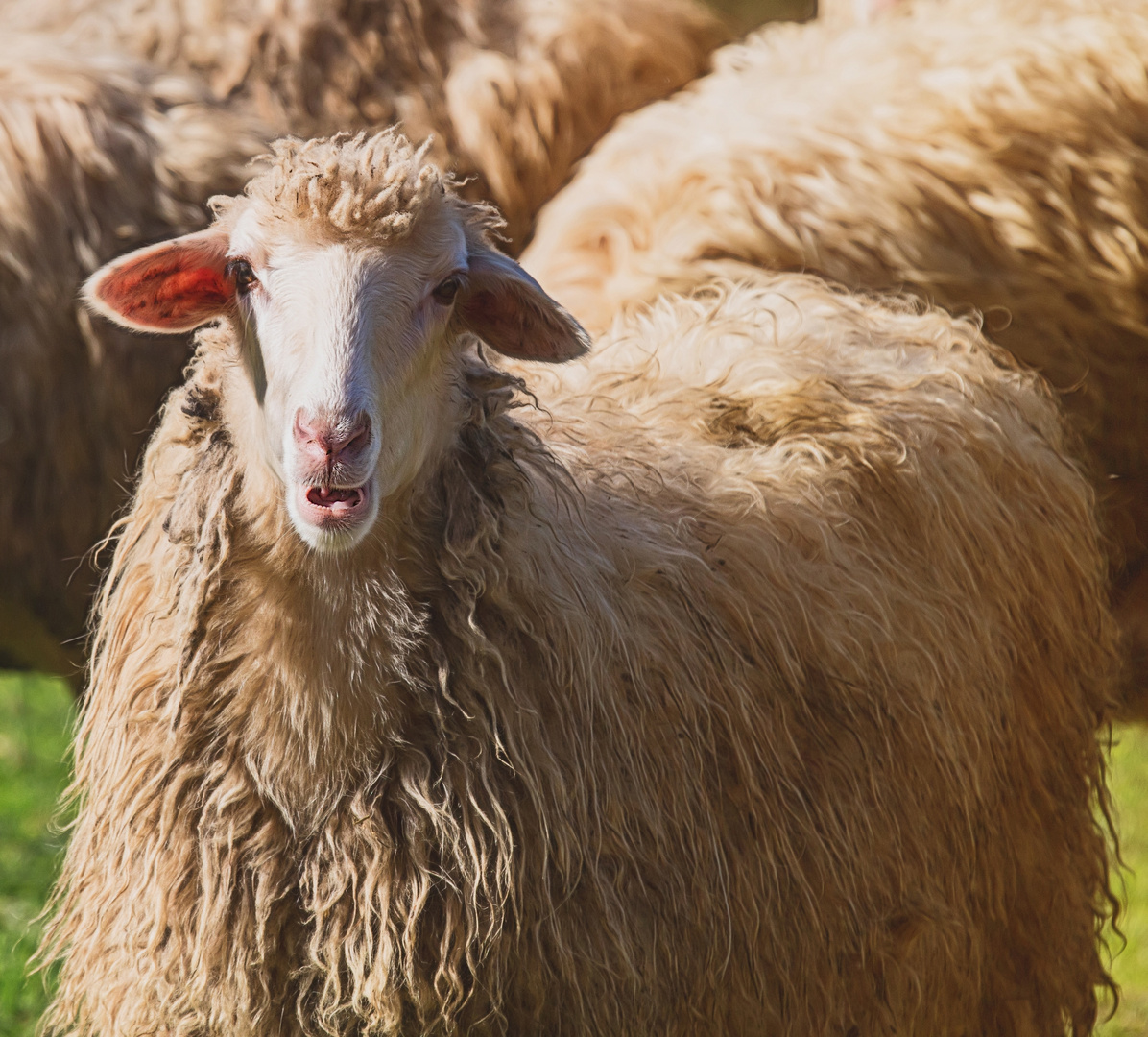 ein Schaf im Schafspelz