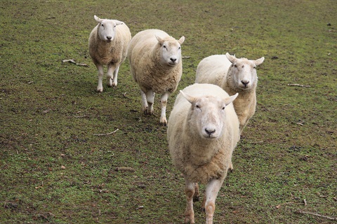 Ein Schaf kommt selten allein