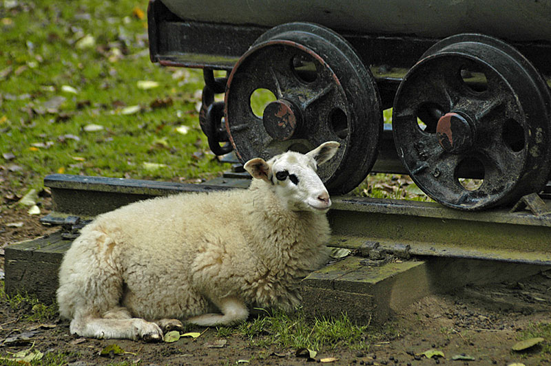 ein schaf liegt besonnen rum