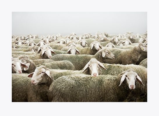 ... ein Schaf sein II