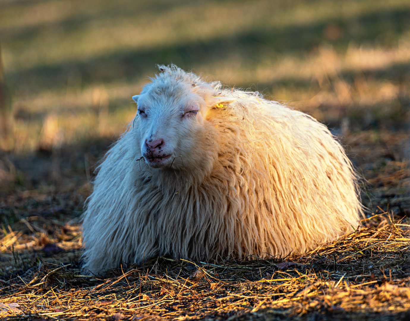 Ein Schaf zur guten Nacht