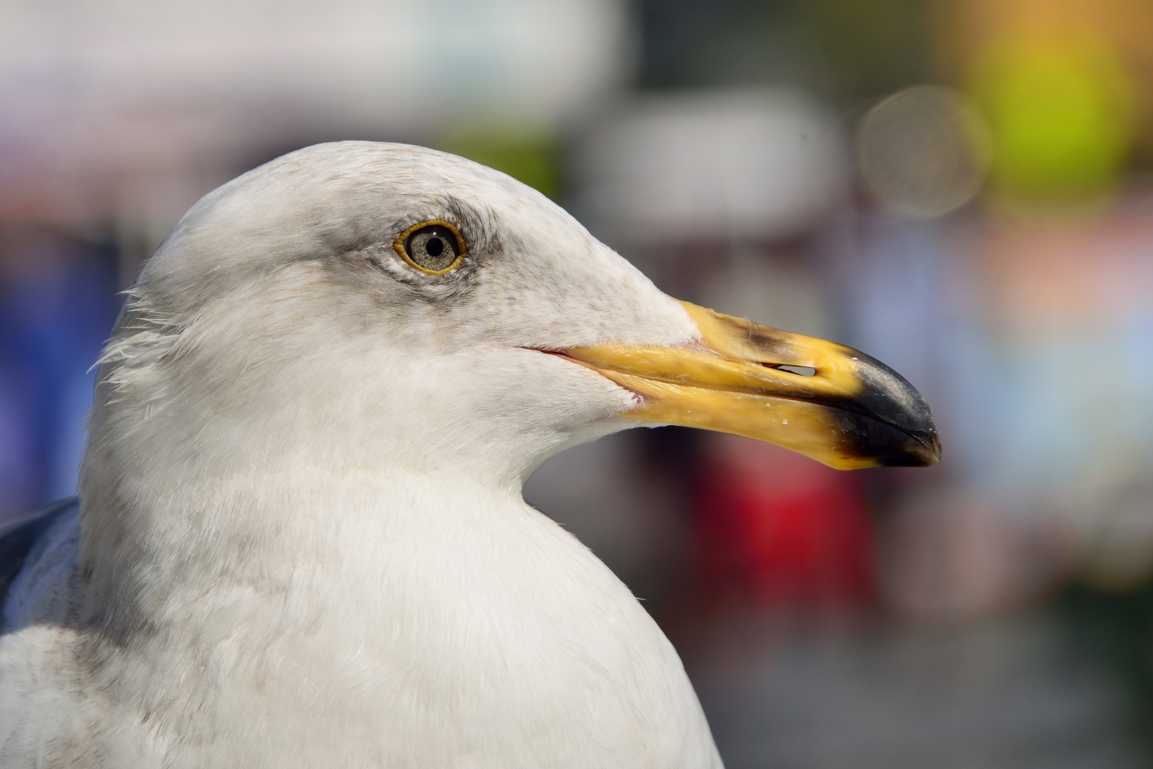 Ein scharfer Blick.