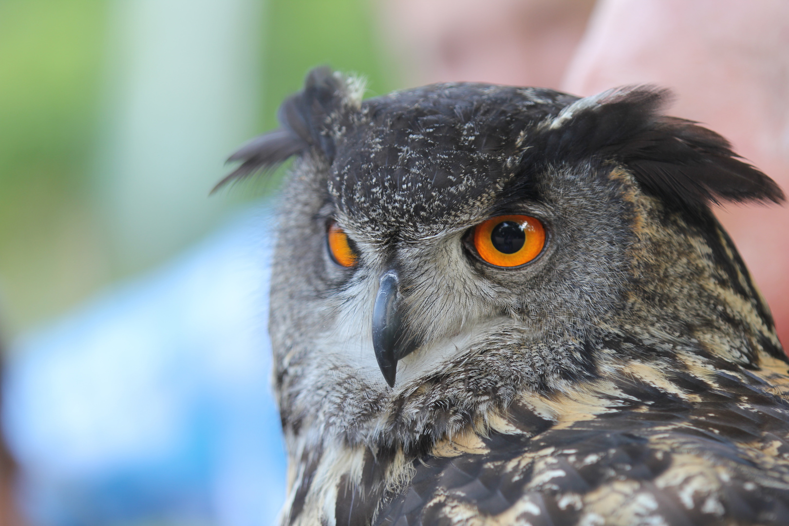 Ein scharfer Blick