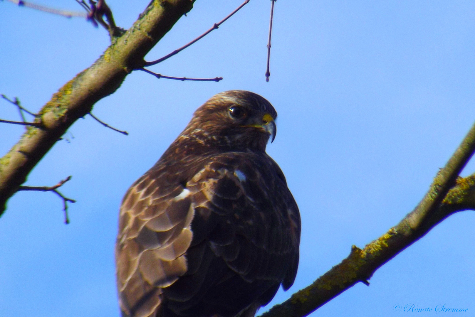 Ein scharfer Blick