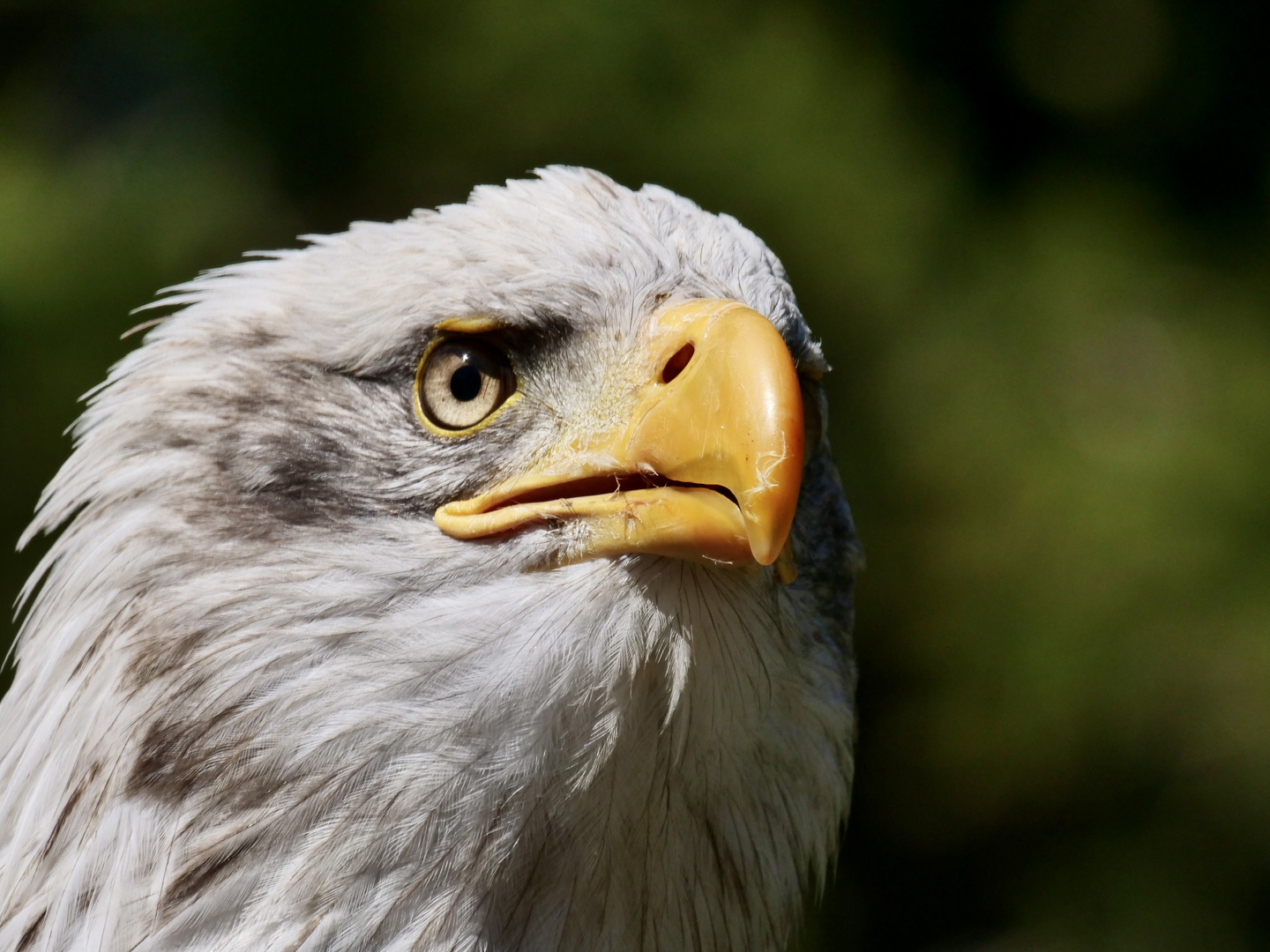 Ein scharfer Blick