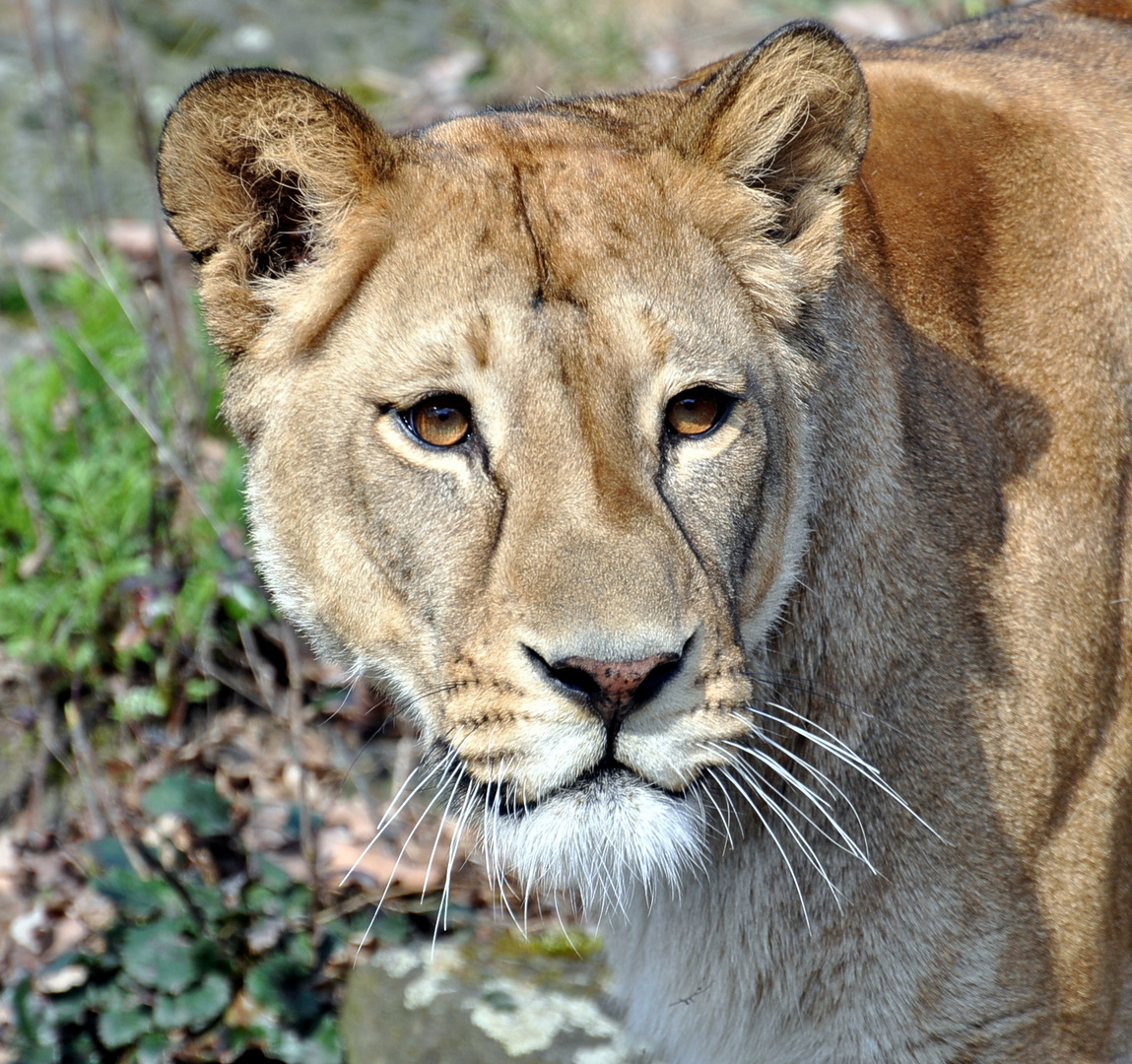 Ein scharfer Blick