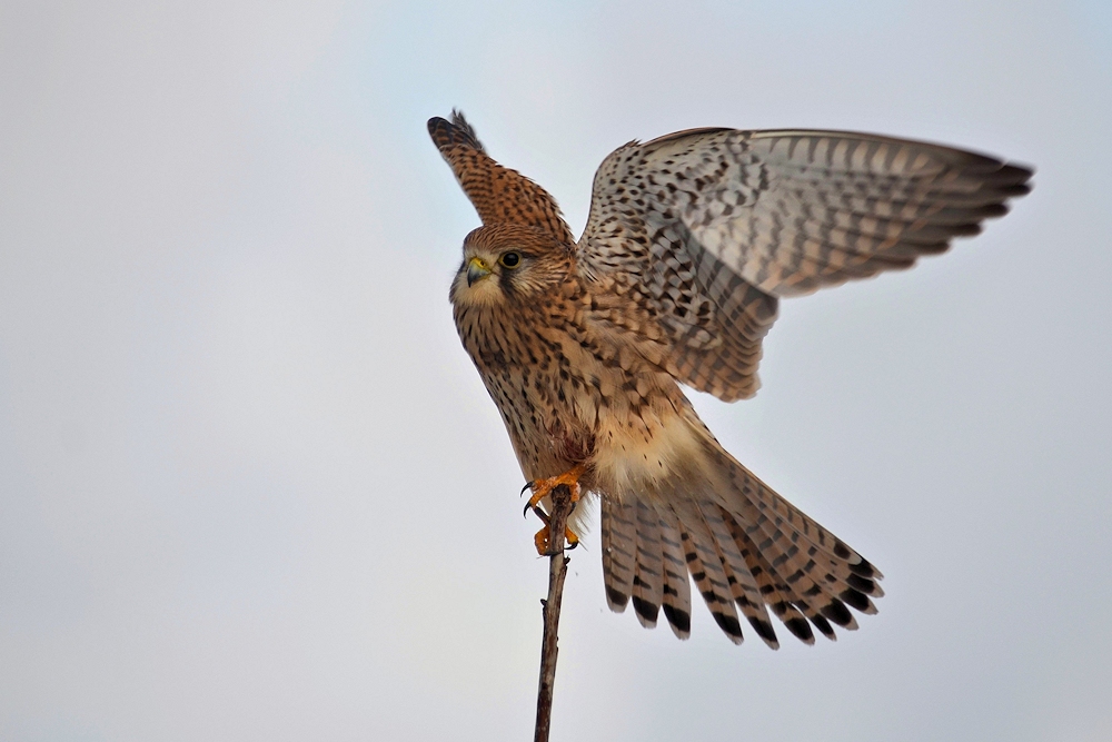 ein scharfer Blick