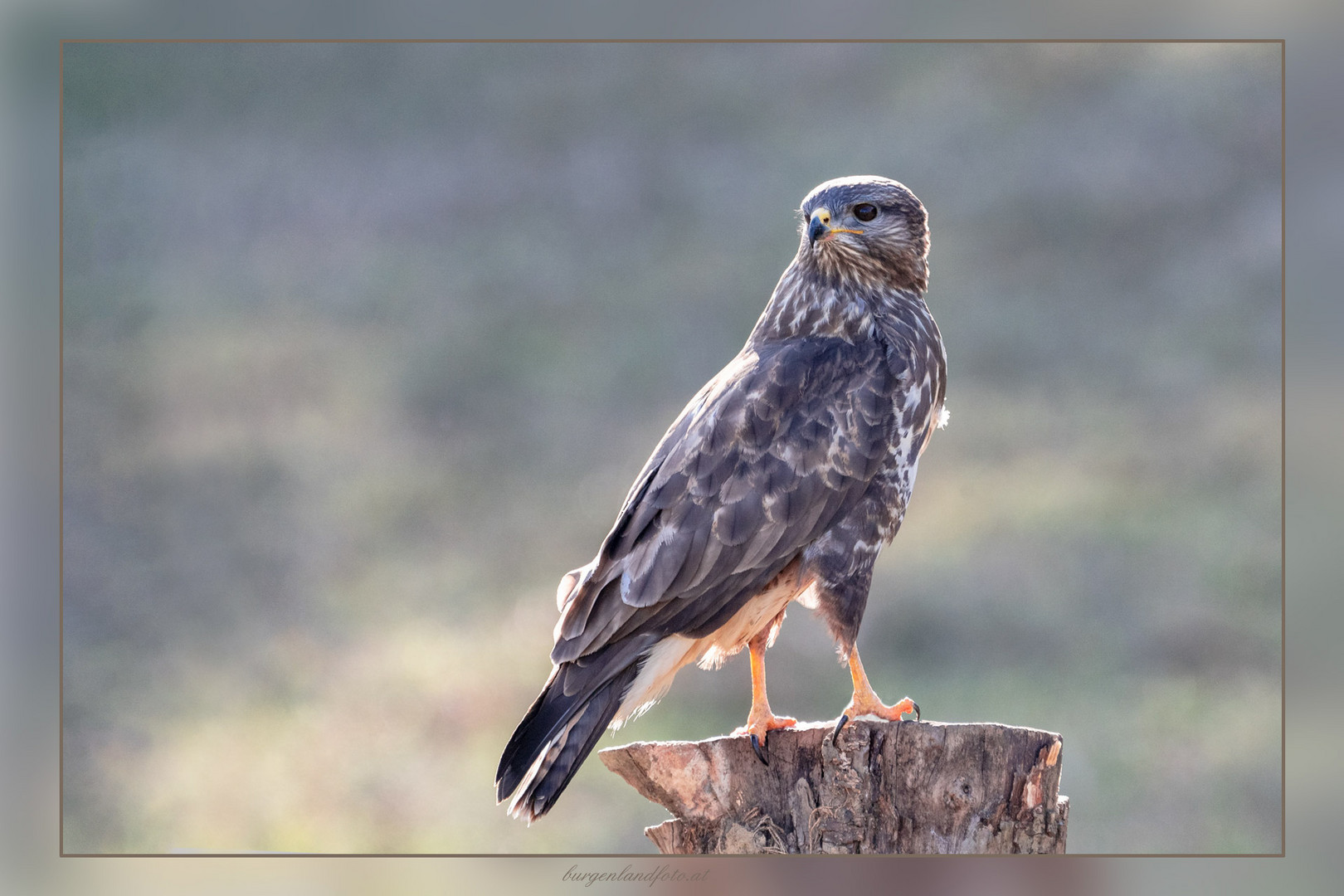 ein scharfer Blick