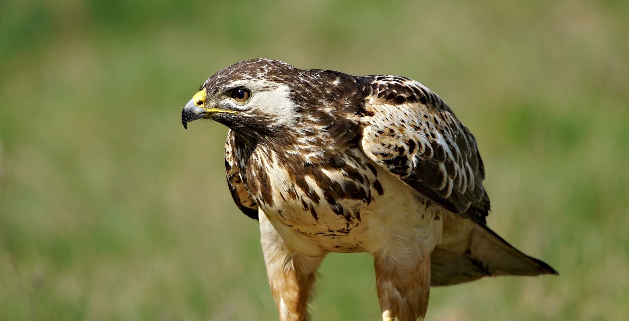 Ein scharfer Blick