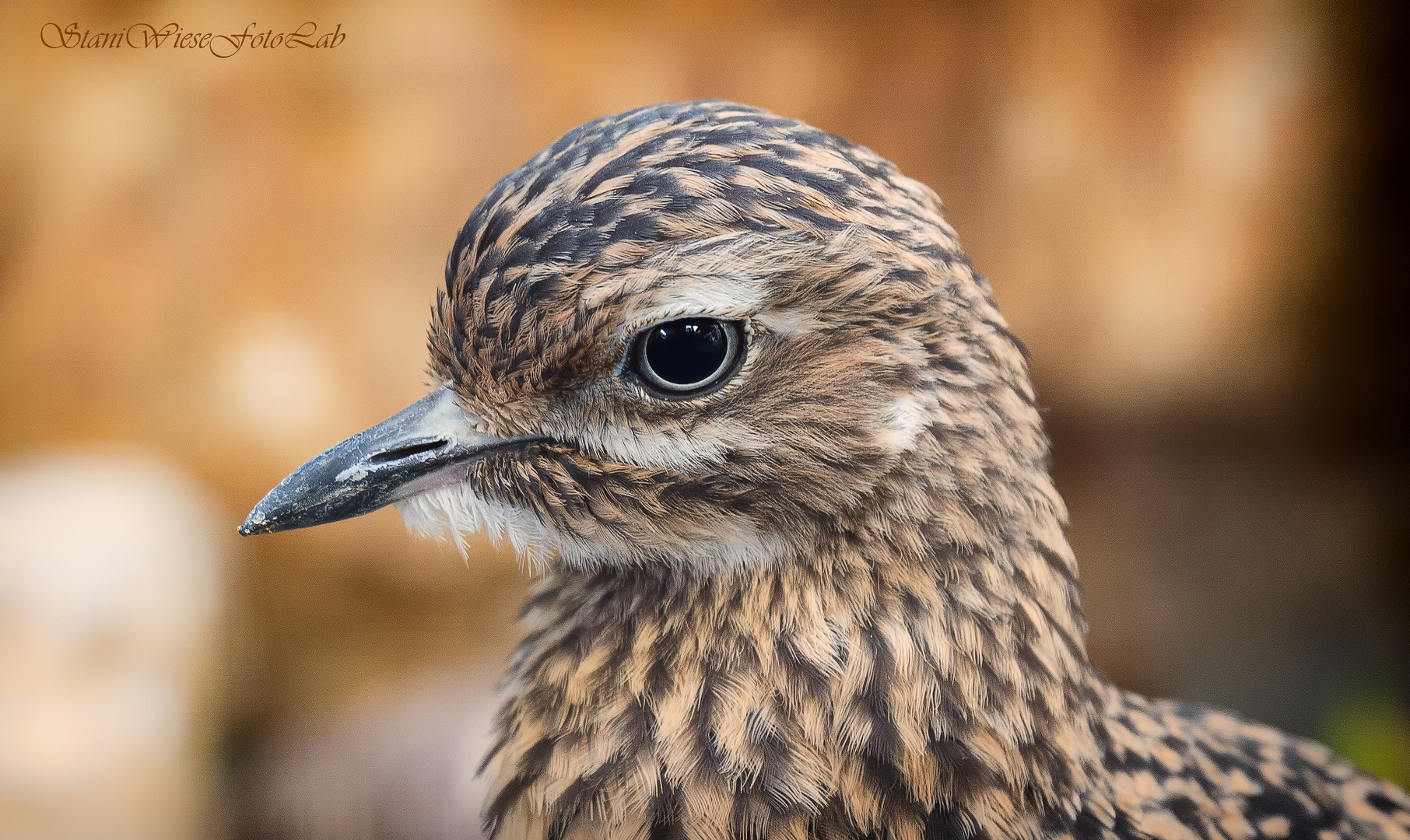 Ein scharfer Blick