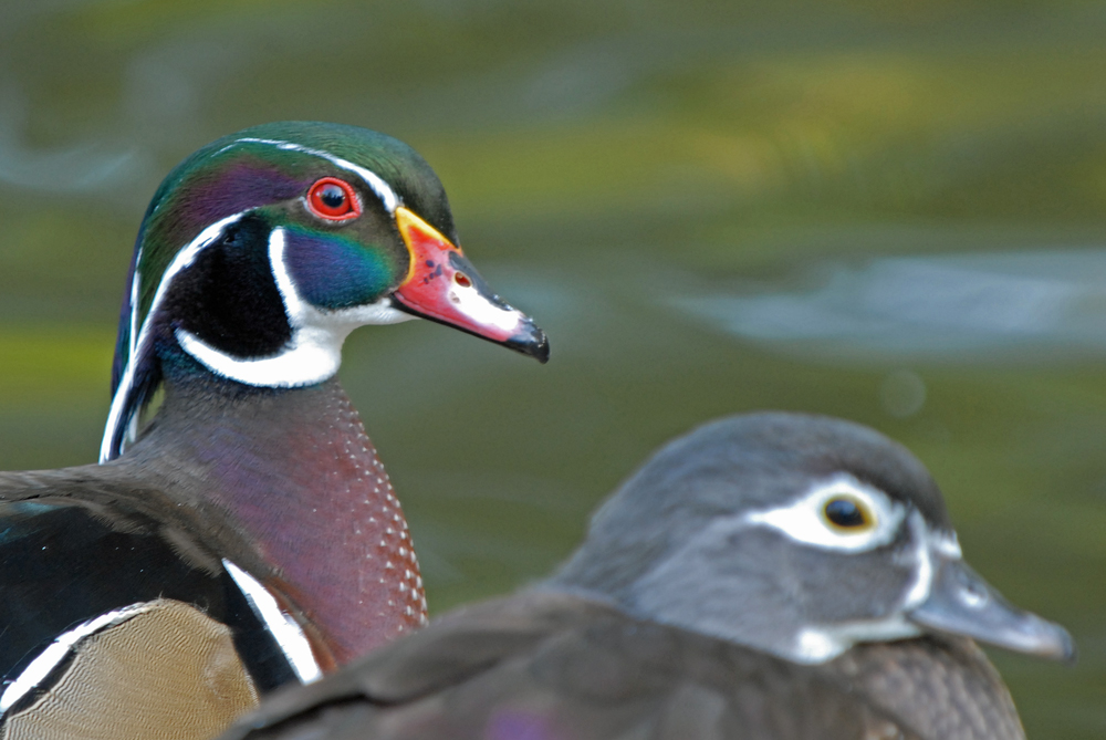 Ein scharfer Erpel