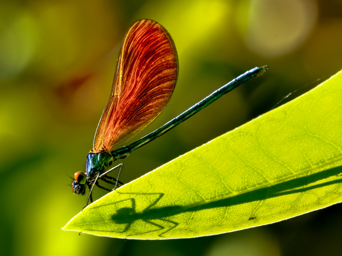 Ein Schatten Ihrer selbst