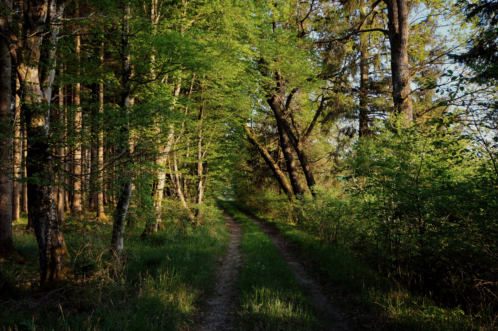 Ein schattiger Weg