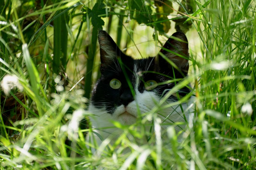 Ein Schattiges Plätzchen im Gras