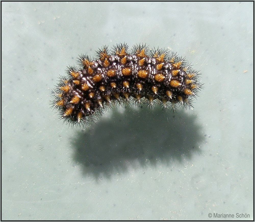 Ein Scheckenfalter- Stachelräupchen ...