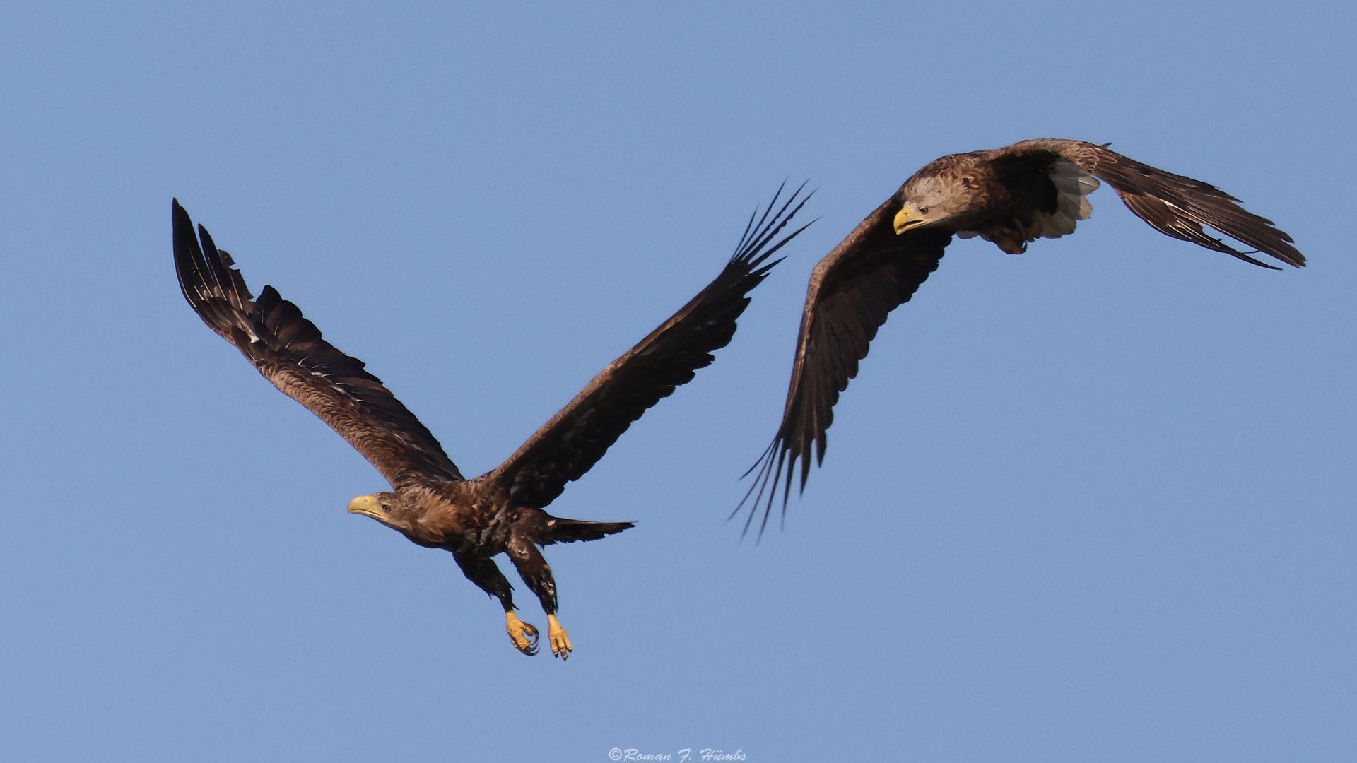 Ein scheinbar beleidigter Seeadler :-) 