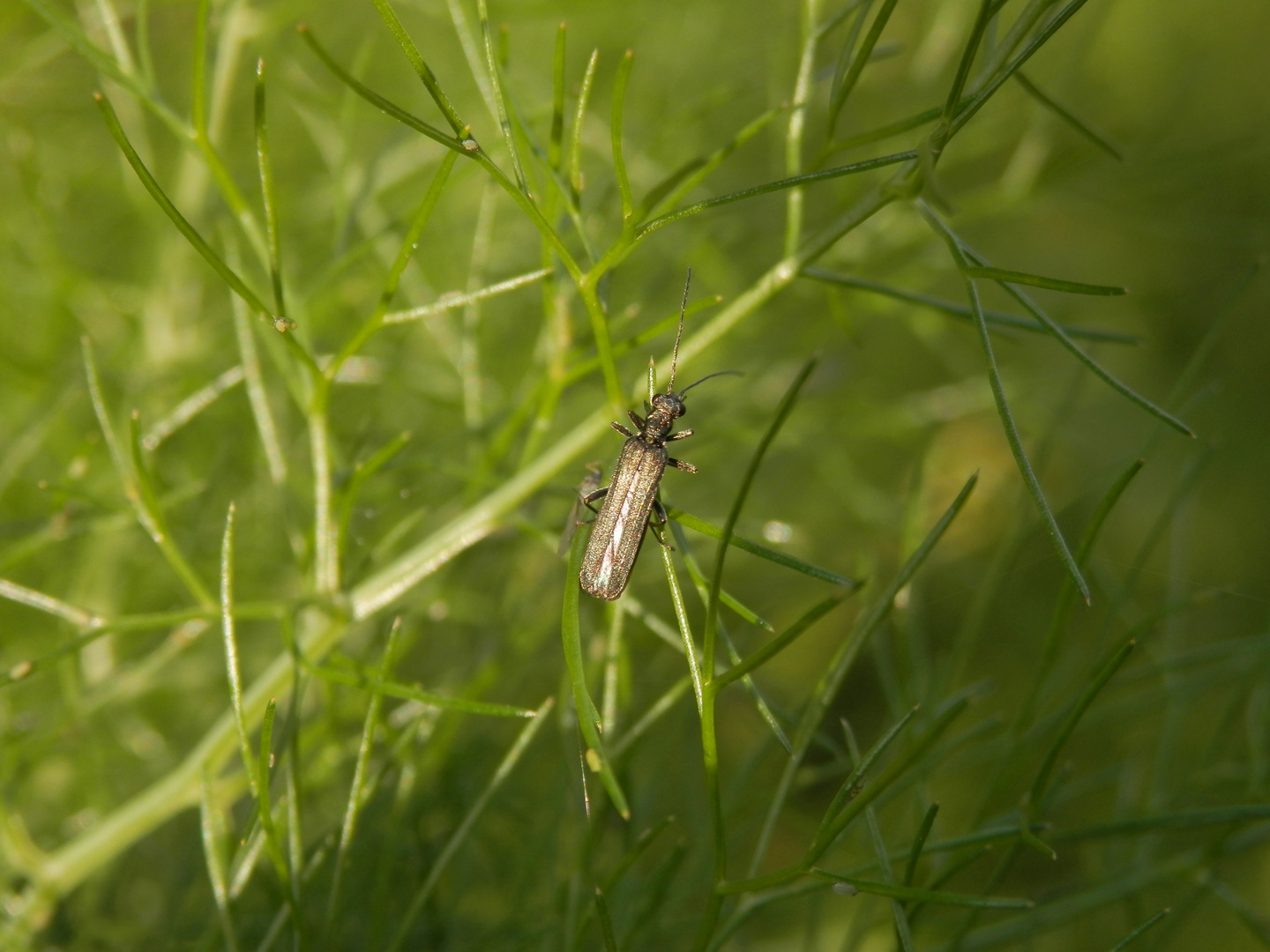 Ein Scheinbockkäfer im Gewürzfenchel