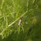 Ein Scheinbockkäfer im Gewürzfenchel