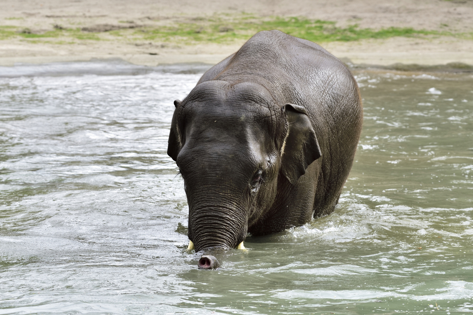 Ein Schelm der Böses dabei denkt... Foto & Bild tiere, zoo, wildpark & falknerei, säugetiere Ein Schelm der Böses dabei denkt... Foto & Bild tiere, zoo, wildpark & falknerei, säugetiere