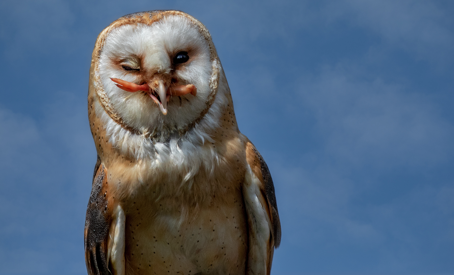 Ein schelmenhafter Blick