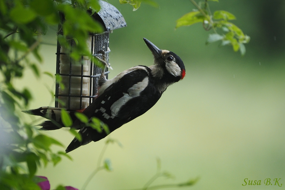 Ein scheuer Besucher