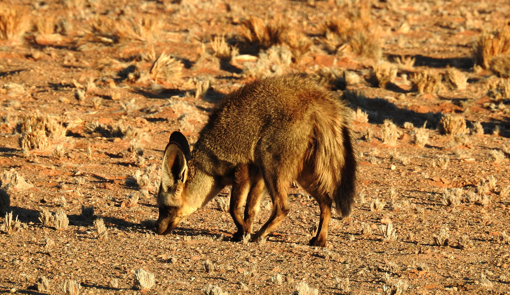 Ein scheuer Bewohner Afrikas ist der Löffelhund