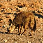 Ein scheuer Bewohner Afrikas ist der Löffelhund