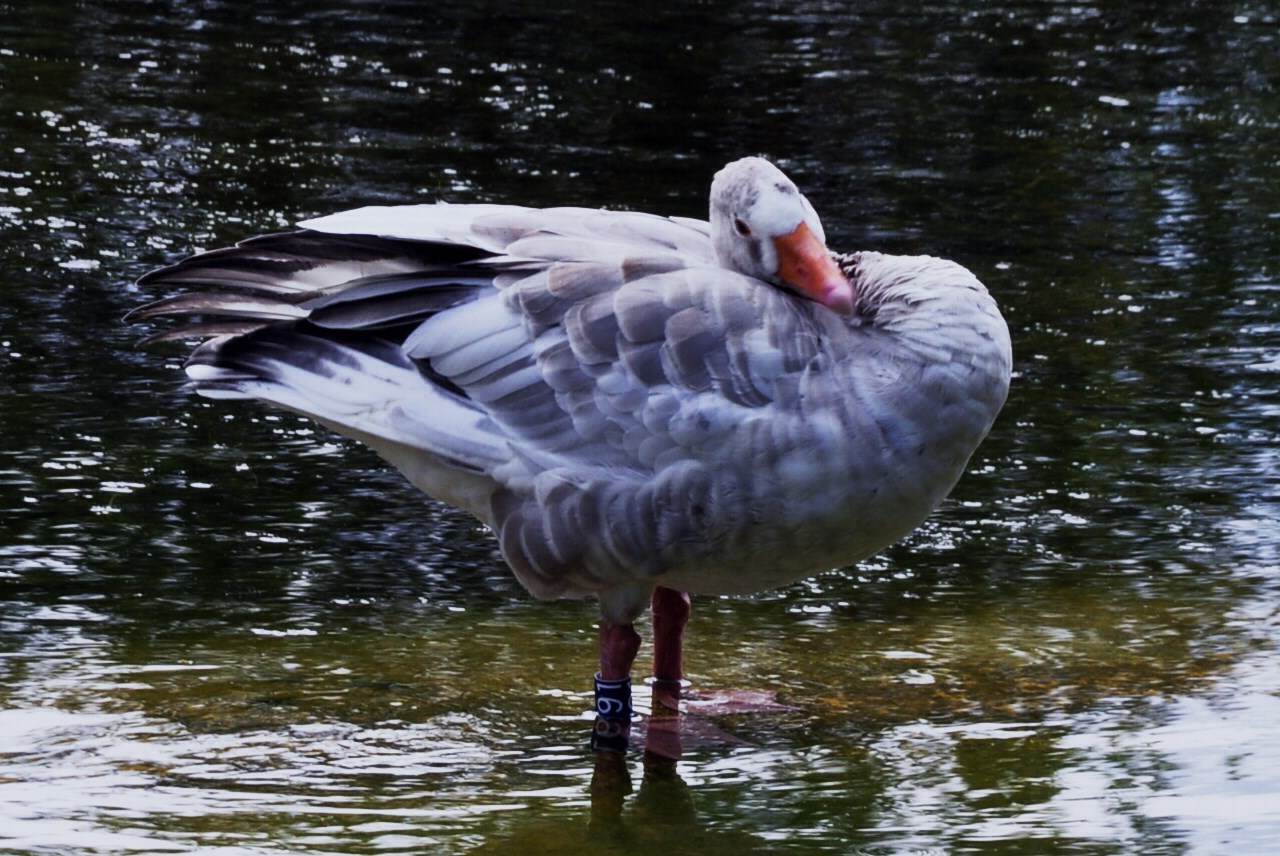 ein scheuer Blick.....