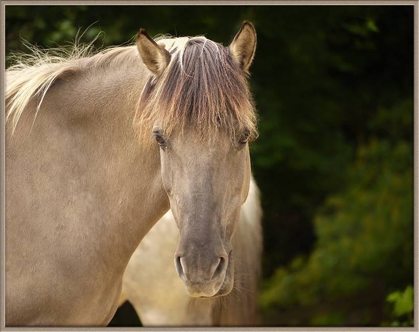 ein scheuer Blick