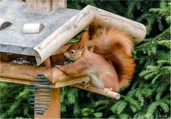 Ein scheuer Gast am Futterhaus