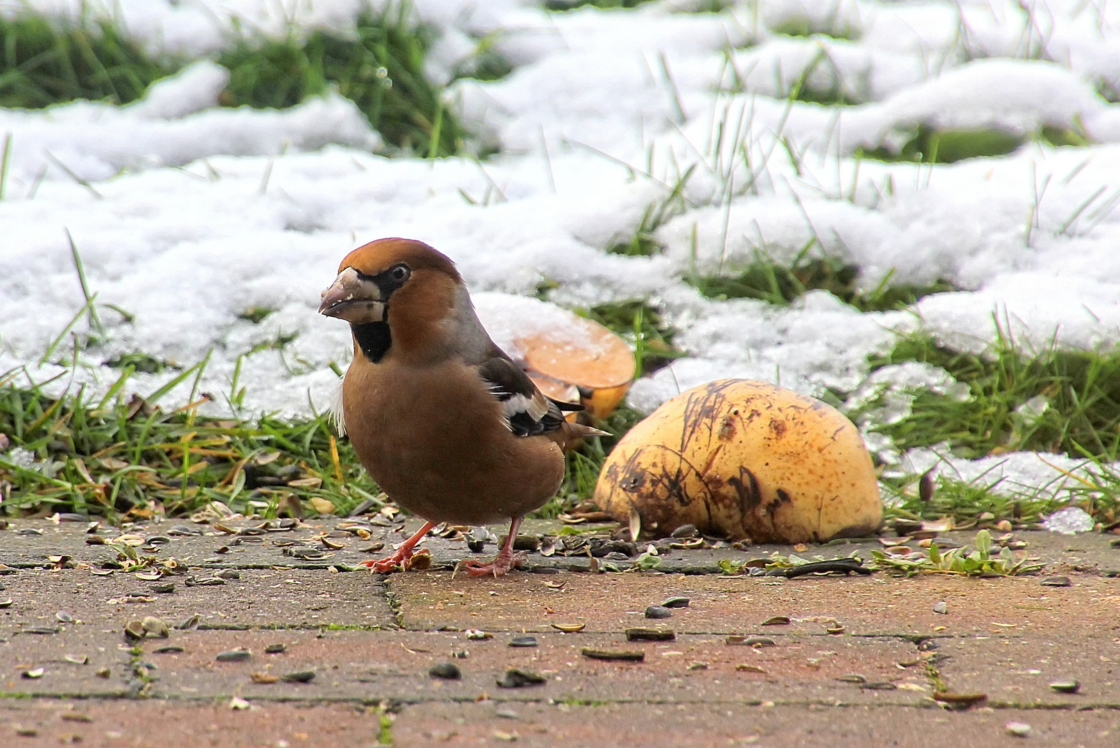 Ein scheuer Vogel ...