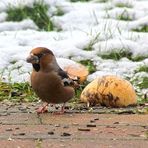 Ein scheuer Vogel ...